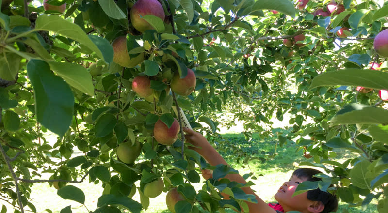 Rocky Brook Orchard Middletown Ri Discover Newport