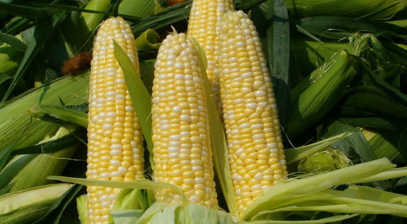 Sandywoods Farmers Market | Tiverton, RI | Discover Newport