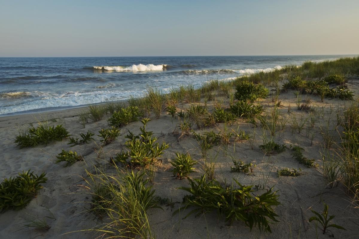 Escape To Paradise: Your Guide To Hither Hills State Park, NY
