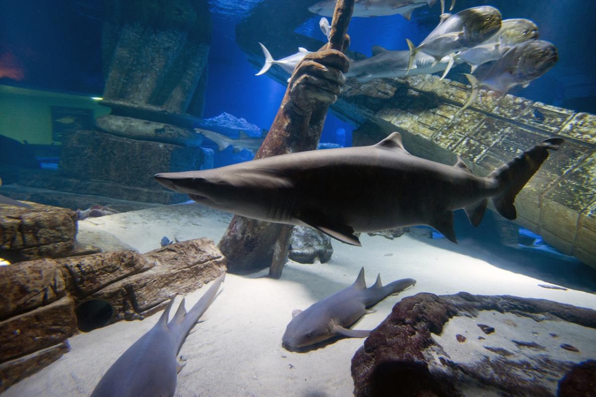 Long Island Aquarium Riverhead, NY 11901