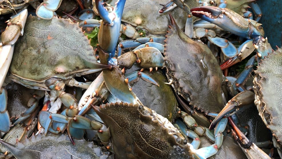 Blue Crab Festival Inc