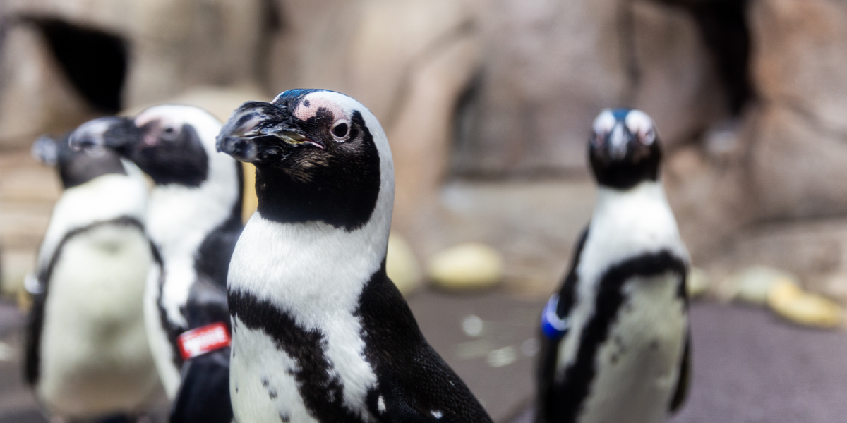 $18 Inclusive Group Rate at Ripley’s Aquarium! | Myrtle Beach, SC 29577 ...