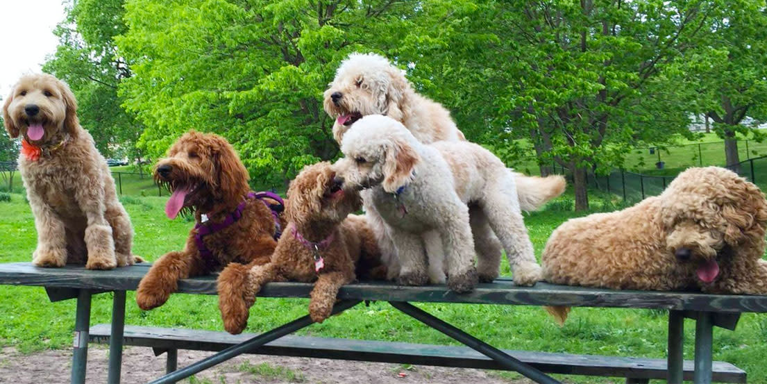 Omaha Dog Bar (Opening Spring 2020) Omaha, NE 68108