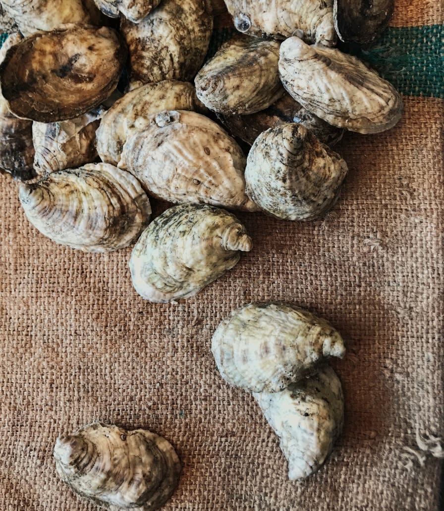 NC Coast Oyster Trail