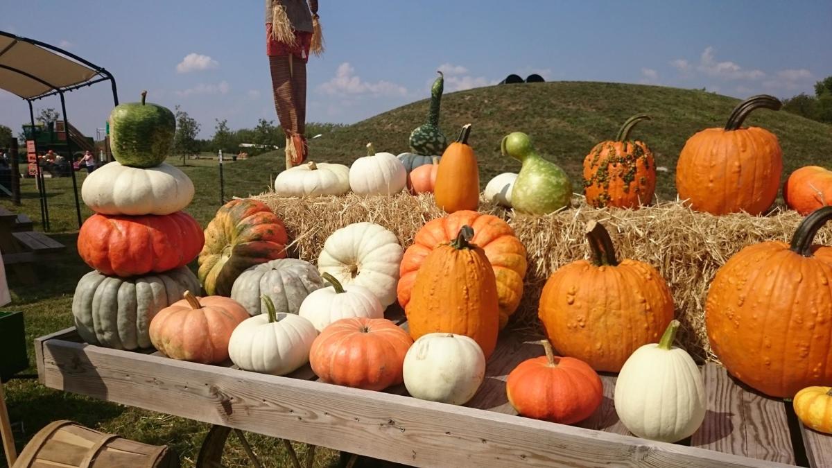 Roth Pumpkin Patch Morton, IL