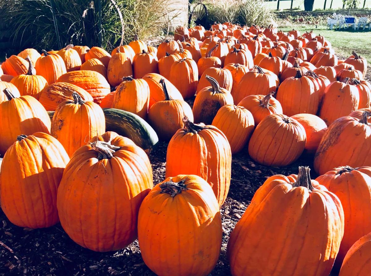 Libby's Pumpkin Morton, IL