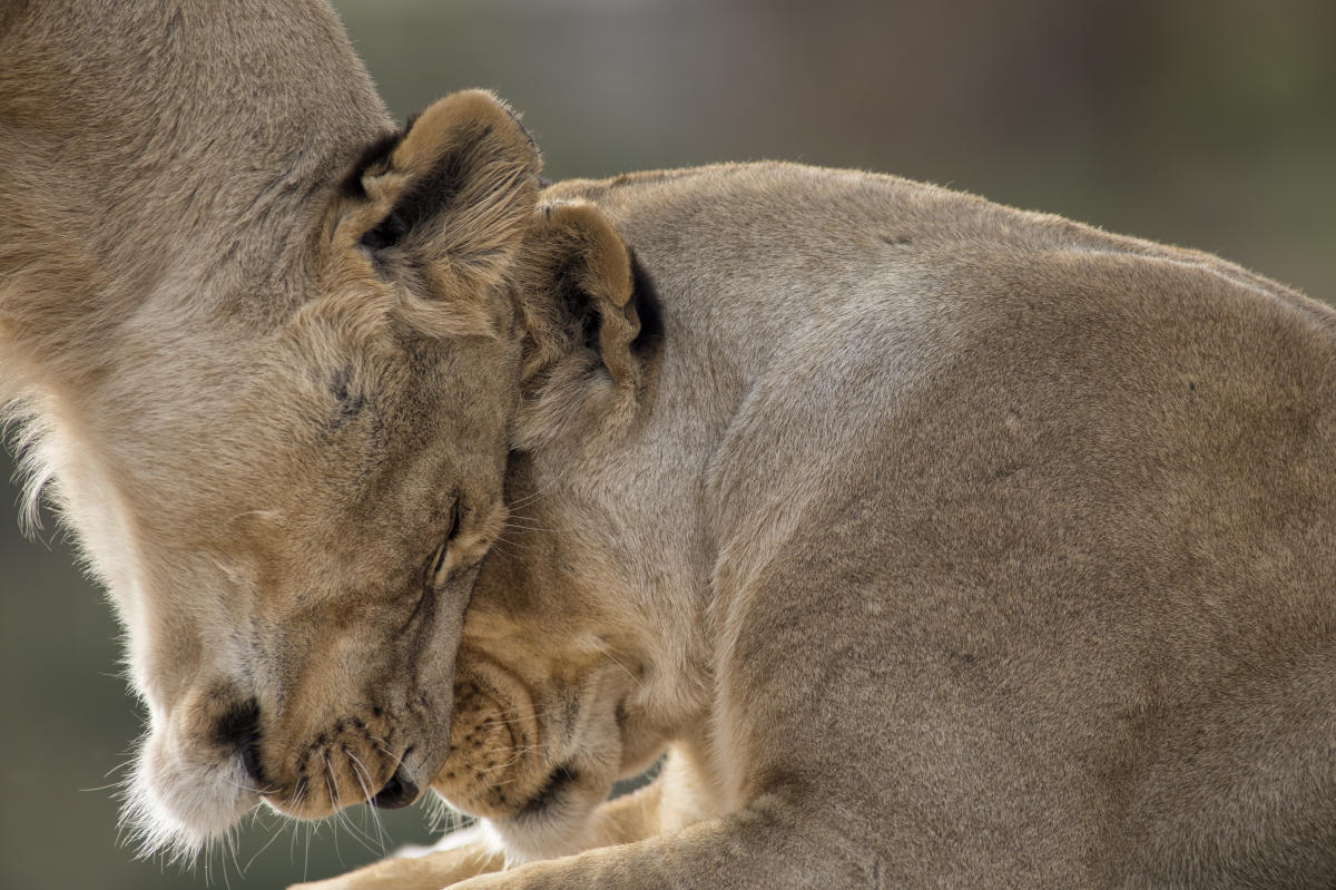 Out of Africa Wildlife Park - Camp Verde AZ, 86322