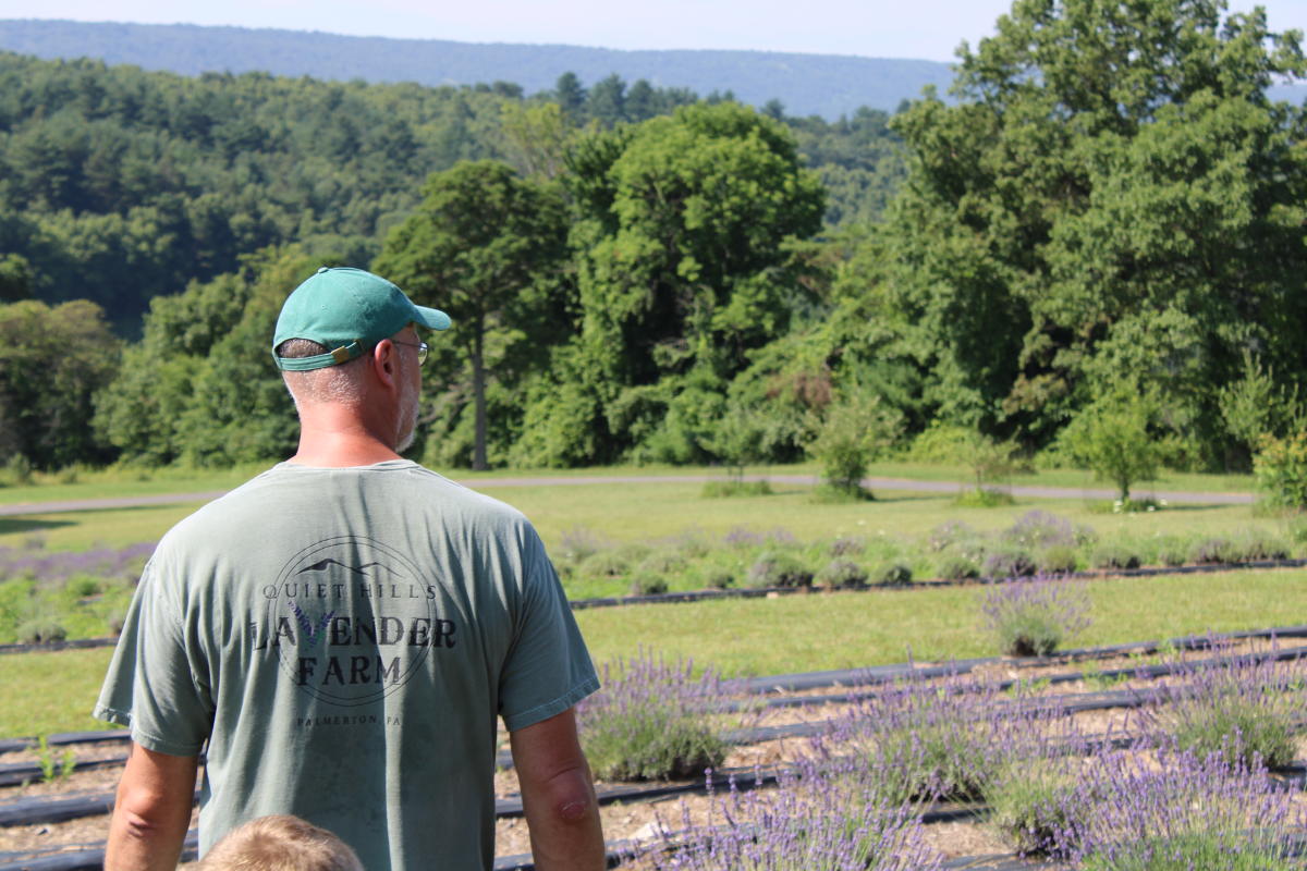 Quiet Hills Lavender Farm Palmerton, PA 18071
