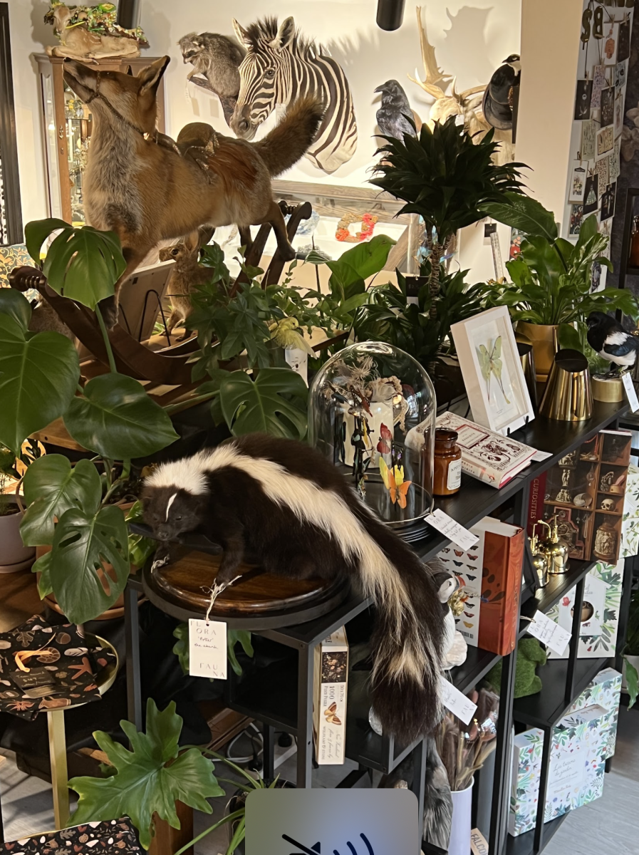 Flora Fauna Wunderkammer Official Queenstown site