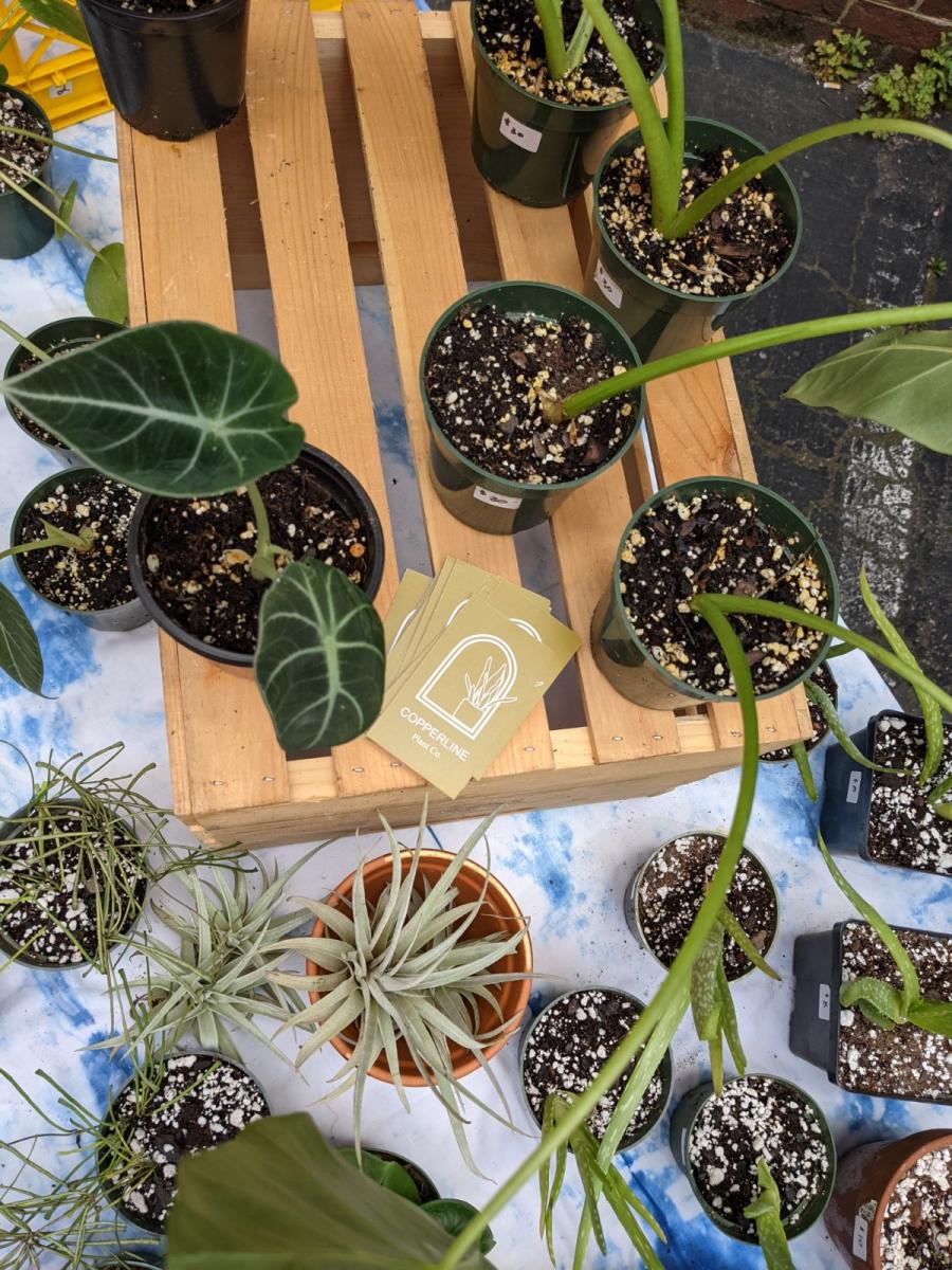 Copperline Plant Co. Raleigh, NC 27601