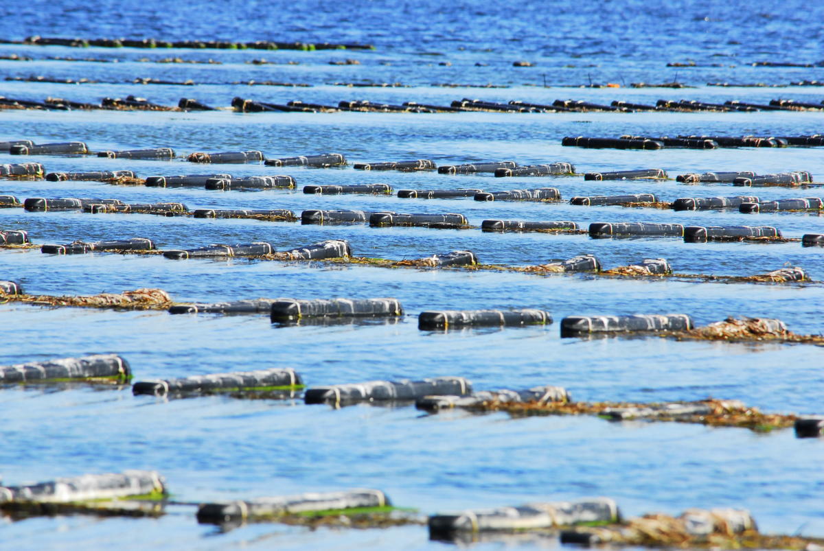 Matunuck Oyster Farm South Kingstown, RI 02879