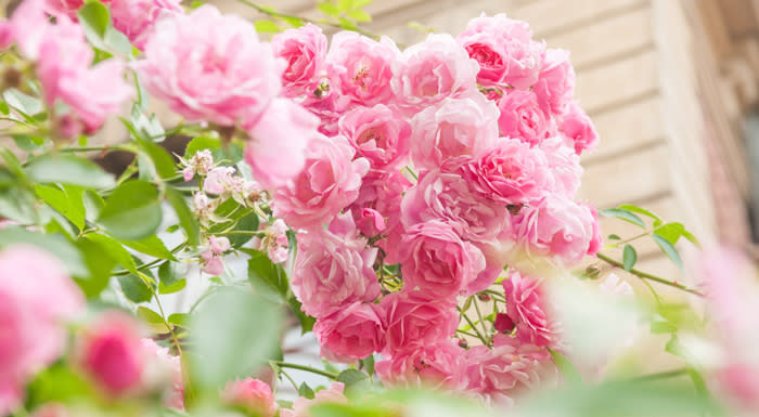 Burbank Rose Newport Ri 02840