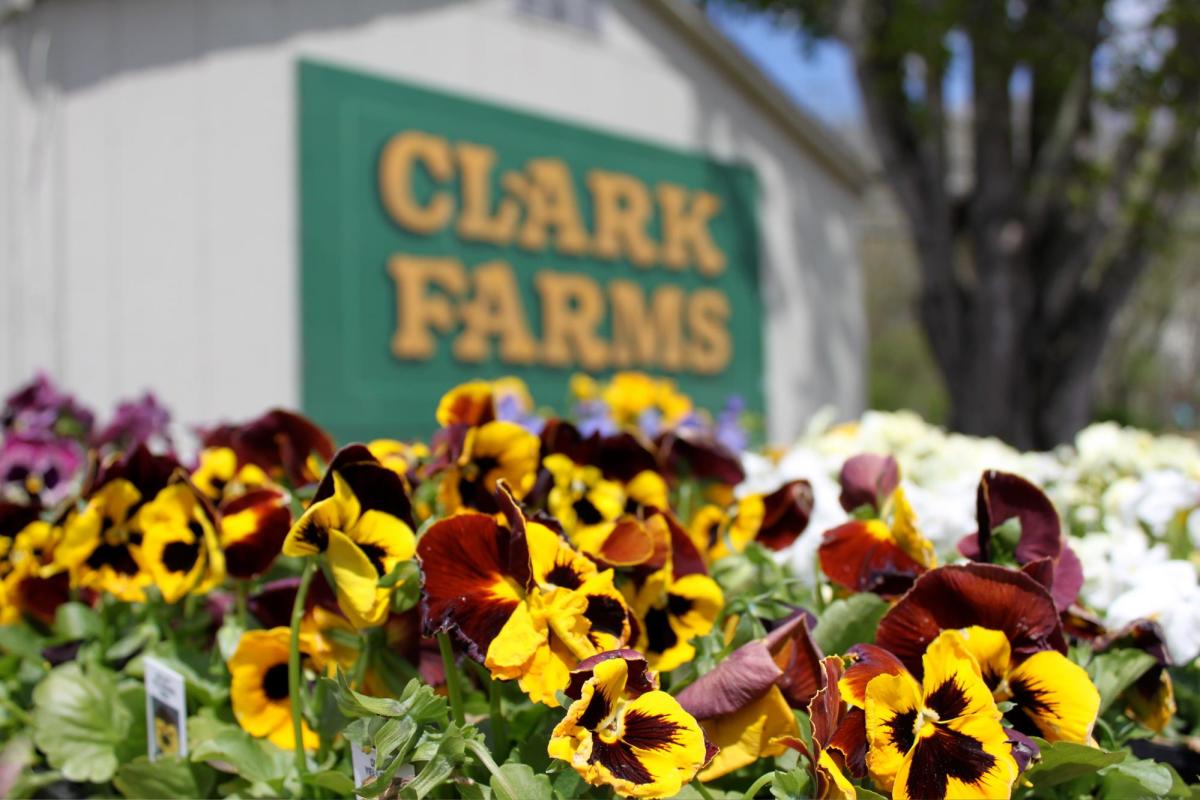 clarks farm