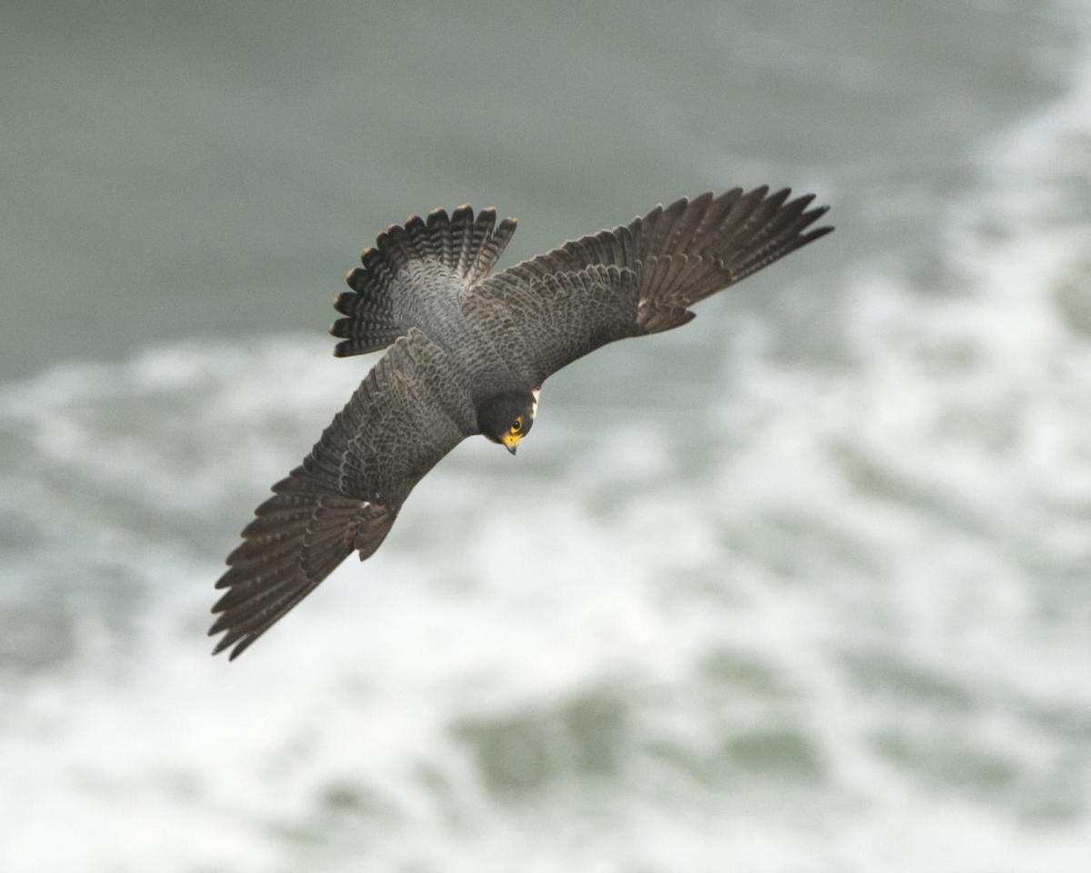 Live Peregrine Webcam In Providence Smithfield Ri 02917