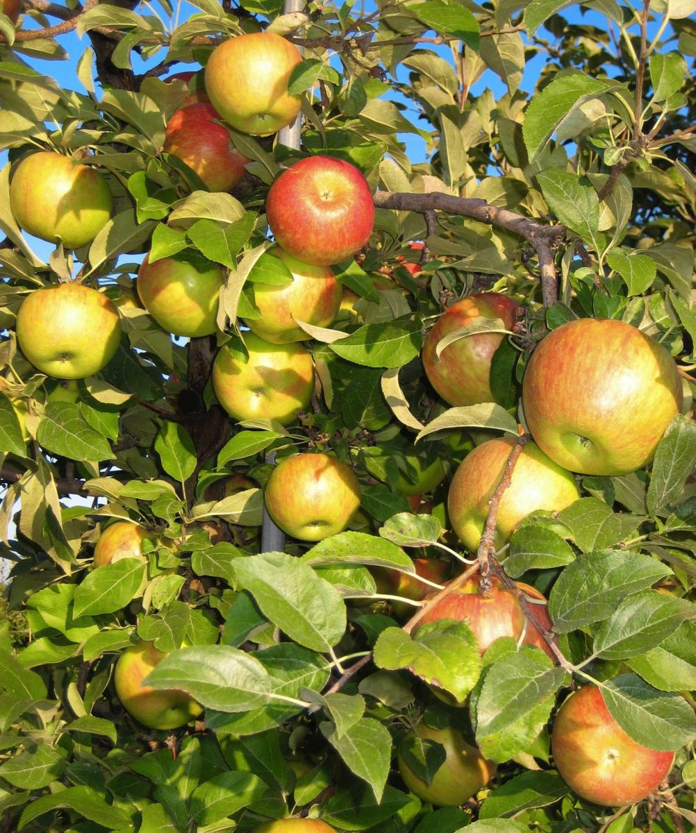 Golden Valley Orchard And Farm Supply Bakersfield, CA 93314 Golden Valley Orchard And Farm Supply Bakersfield, CA 93314