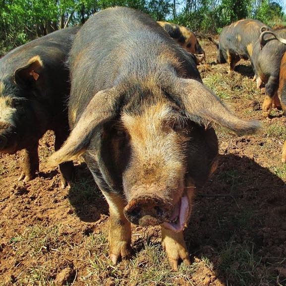 Two Pigs Farm Salisbury, NC 28144