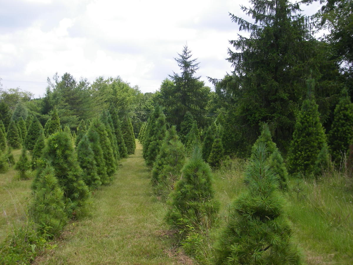 Pine Top Real Estate
