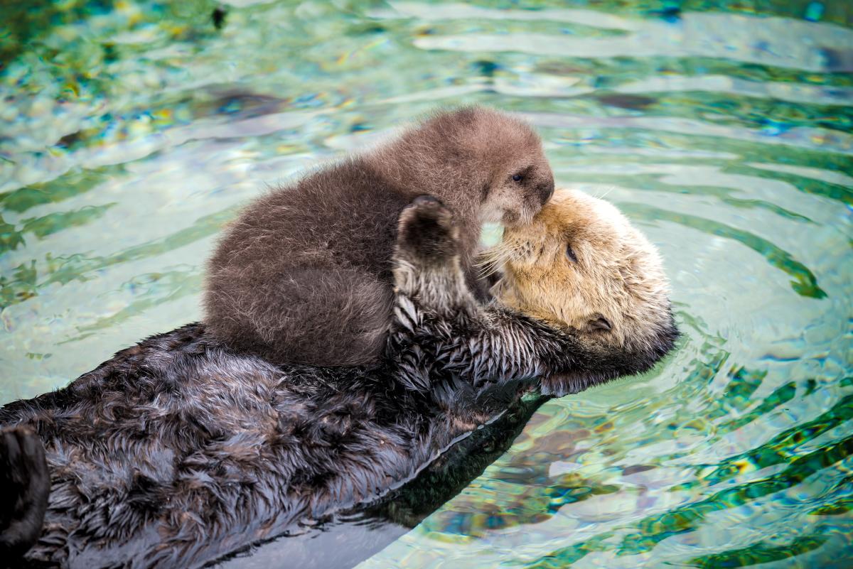 Monterey Bay Aquarium