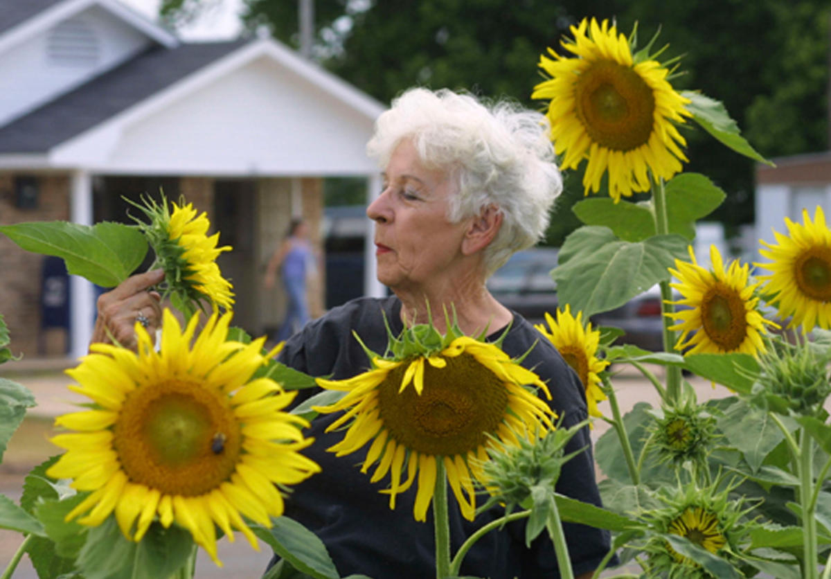 Sunflower Trail Festival