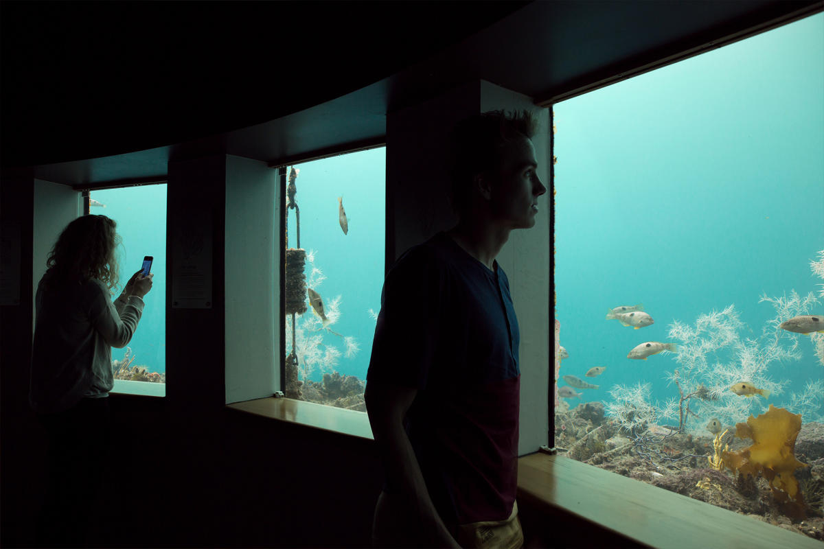 Milford Sound Coach, Cruise & Underwater Observatory ex Te Anau