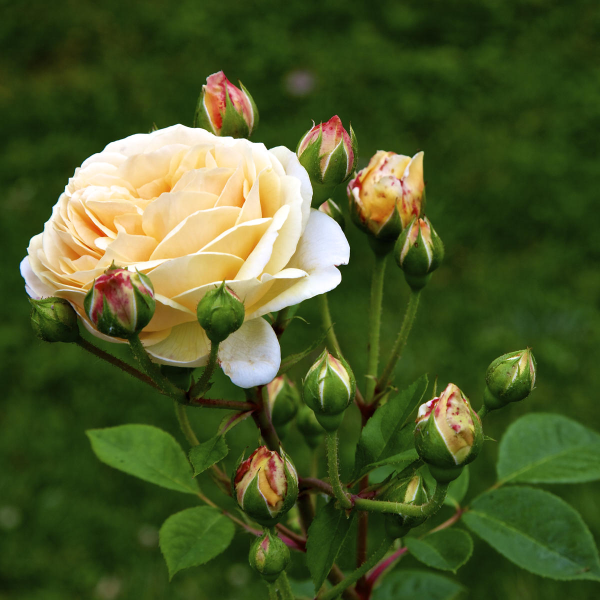 Friendship Botanic Gardens | Michigan City, IN 46361