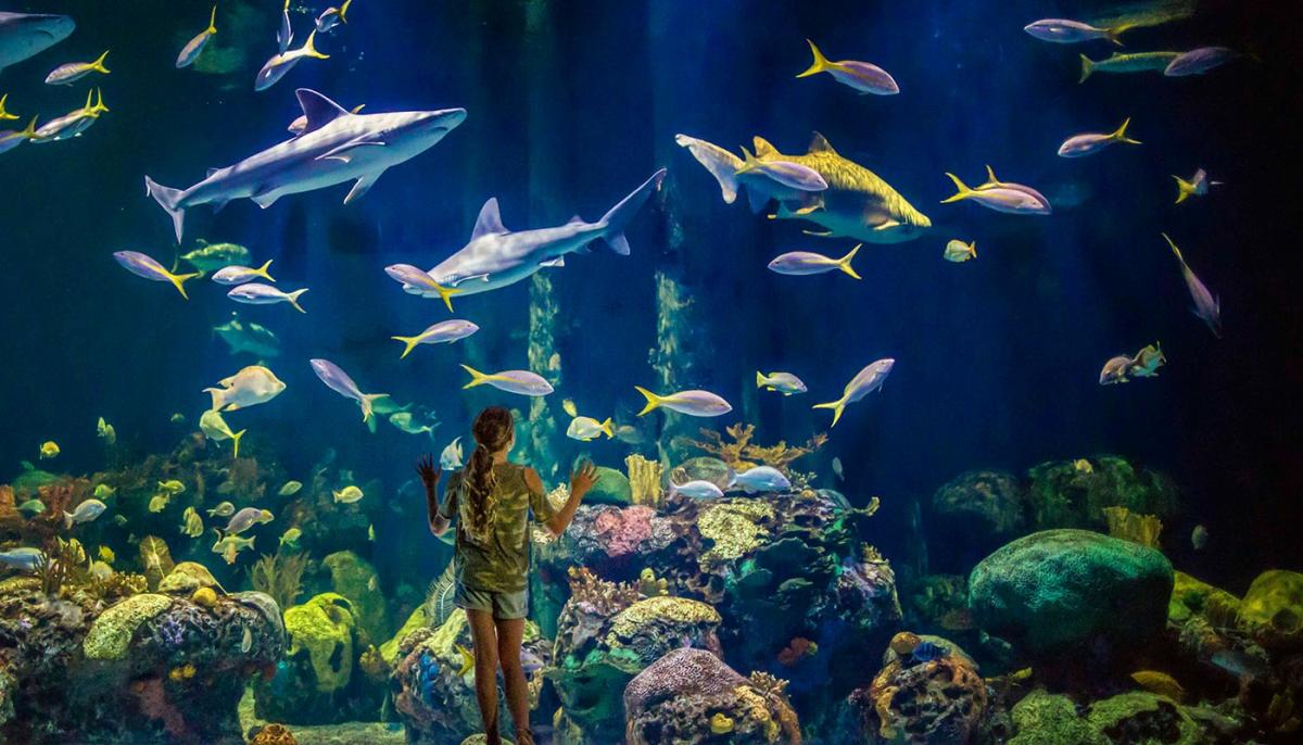 Wonders of Wildlife National Museum & Aquarium