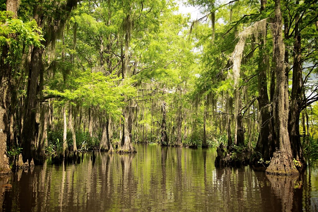Pearl River EcoTours Slidell, LA 70461