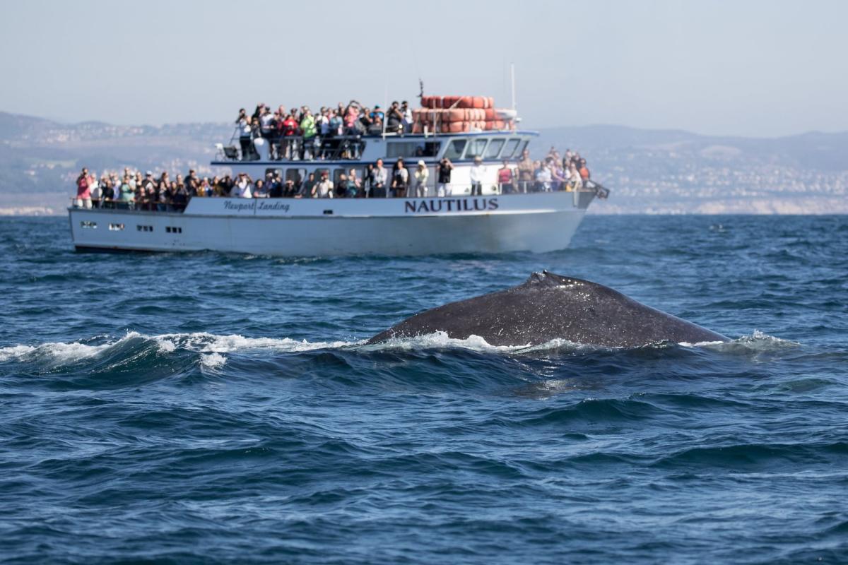 newport landing cruises whale watching