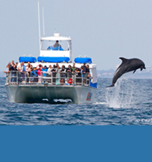 Dana Wharf Whale Amp Dolphin Watching
