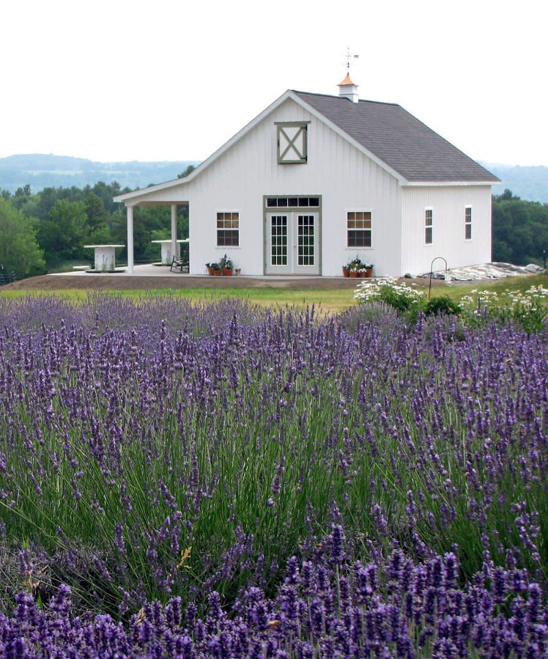 Lockwood Lavender Farms