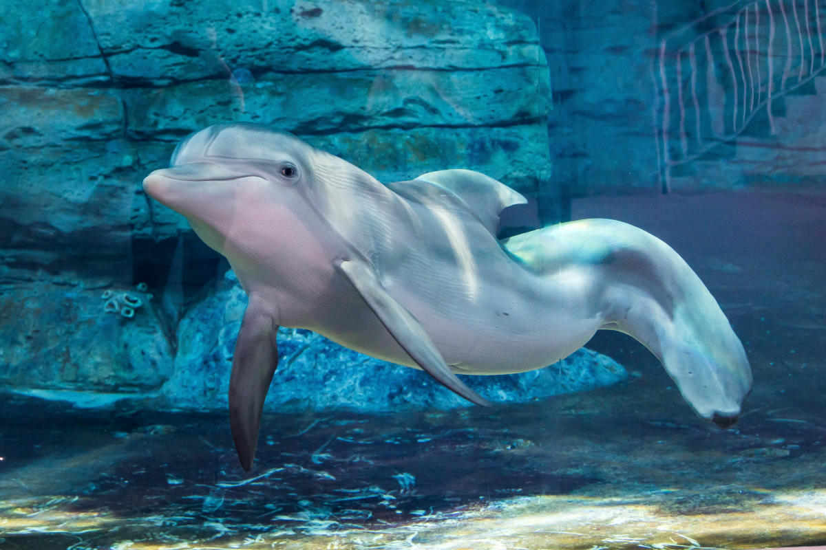 Clearwater Marine Aquarium