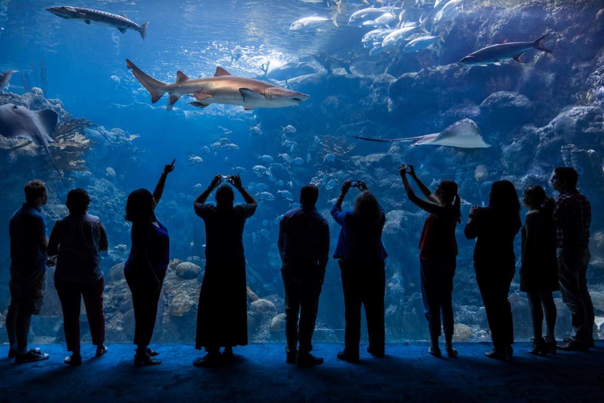 Florida Tampa bay aquarium