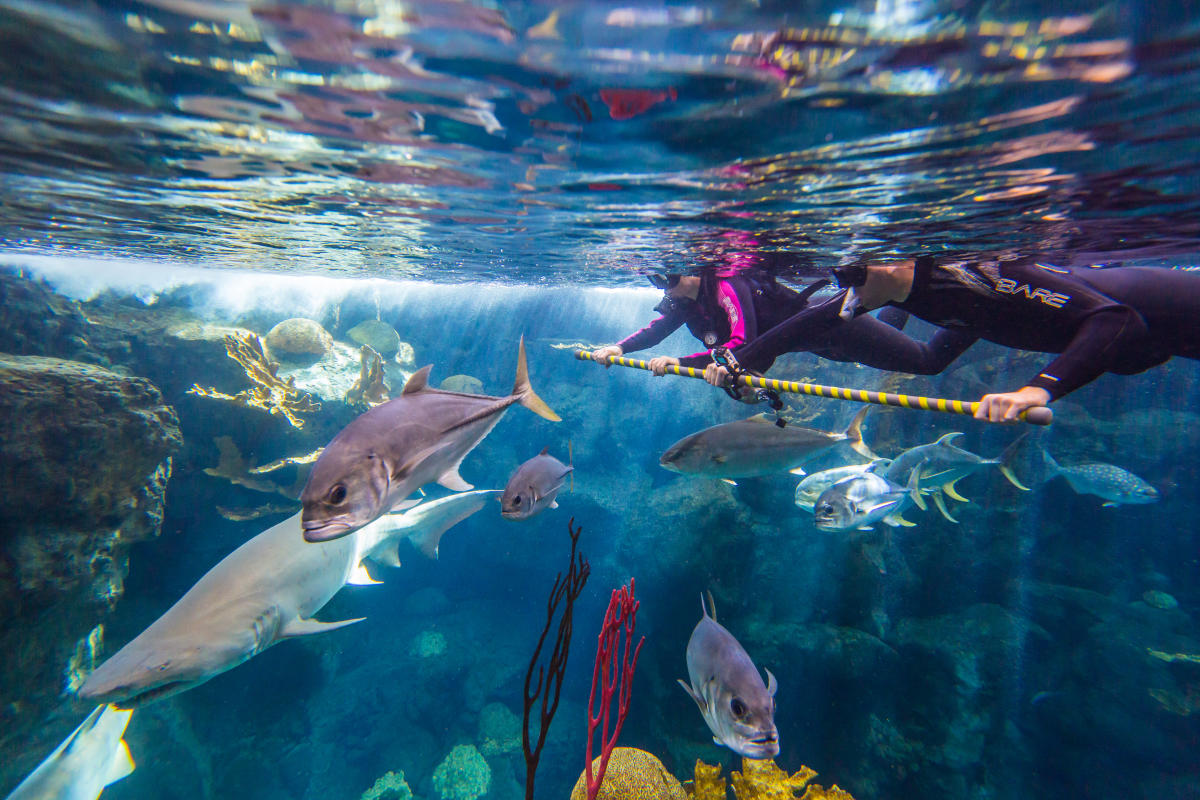 Florida Aquarium - TFA SharkSwim0 E02fD0415056a36 E02fD79a 5056 A36a 089b46a49bfe4554