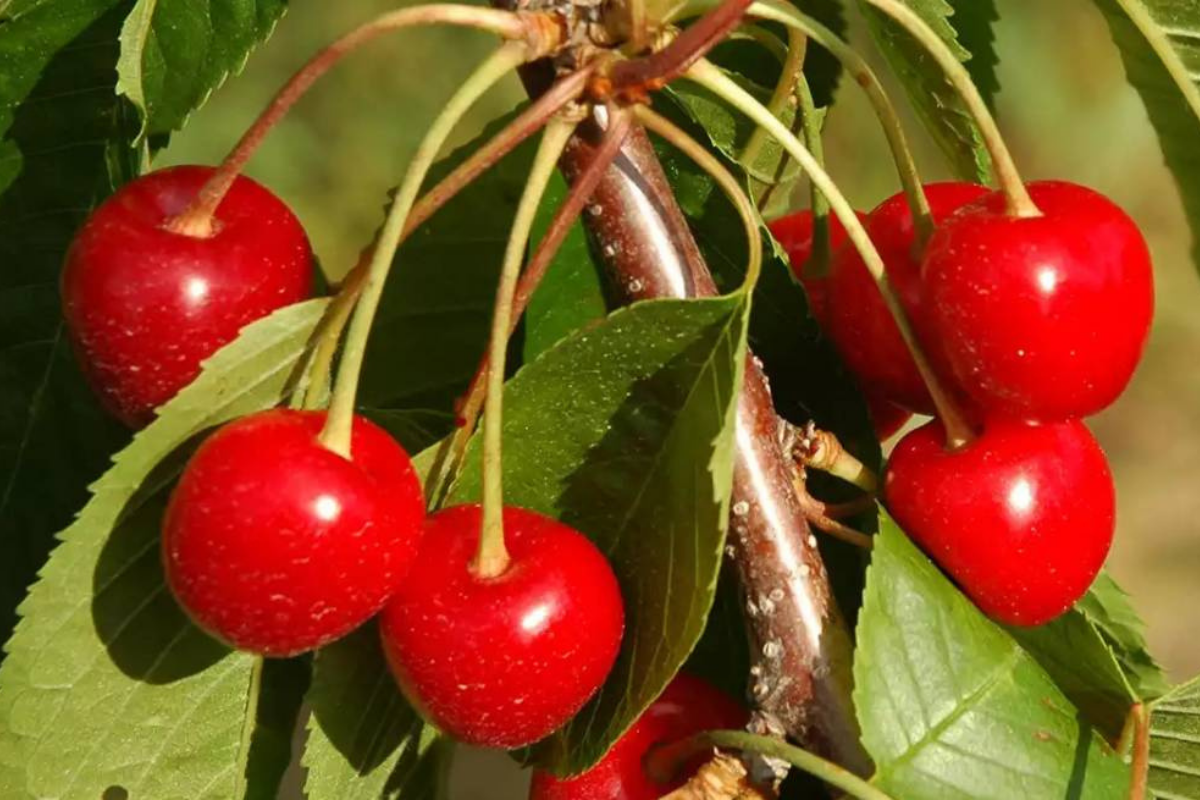 2021 National Cherry Festival Traverse City, MI 49684