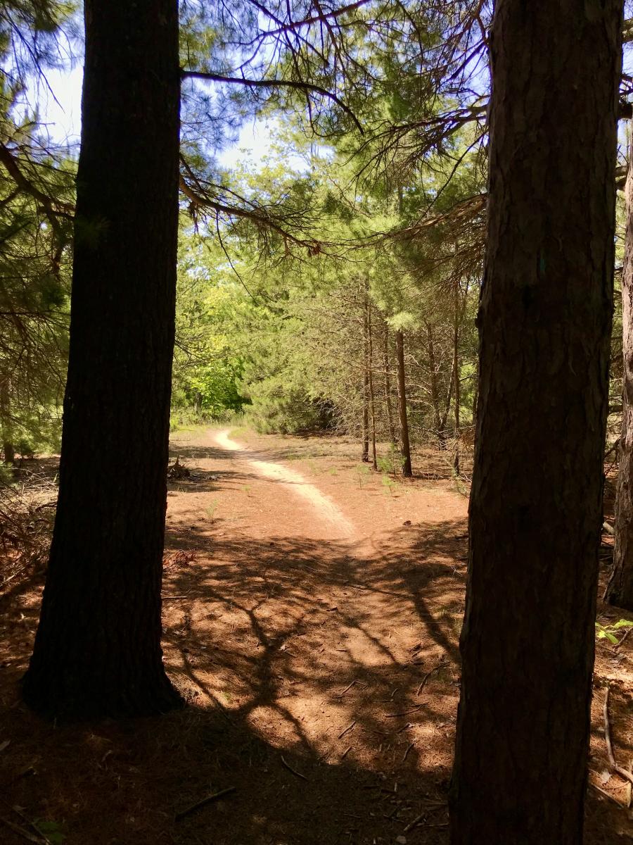 Betsie River Pathway Thompsonville, MI 49683