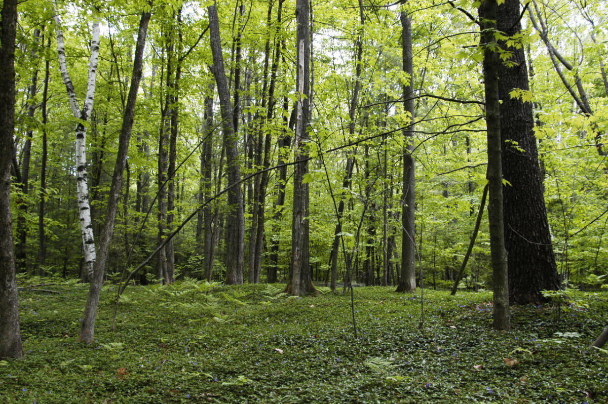 Muncie Lakes Pathway | Traverse City, MI 49686