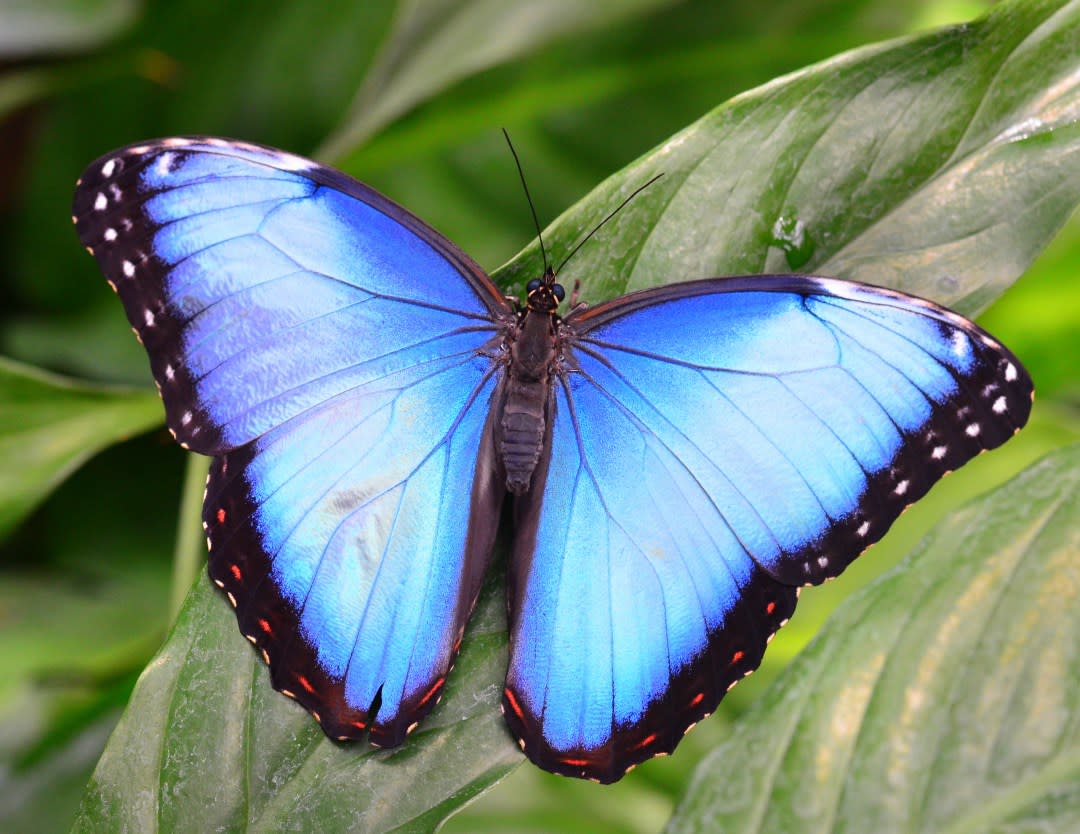 GT Butterfly House & Bug Zoo | Williamsburg, MI 49690