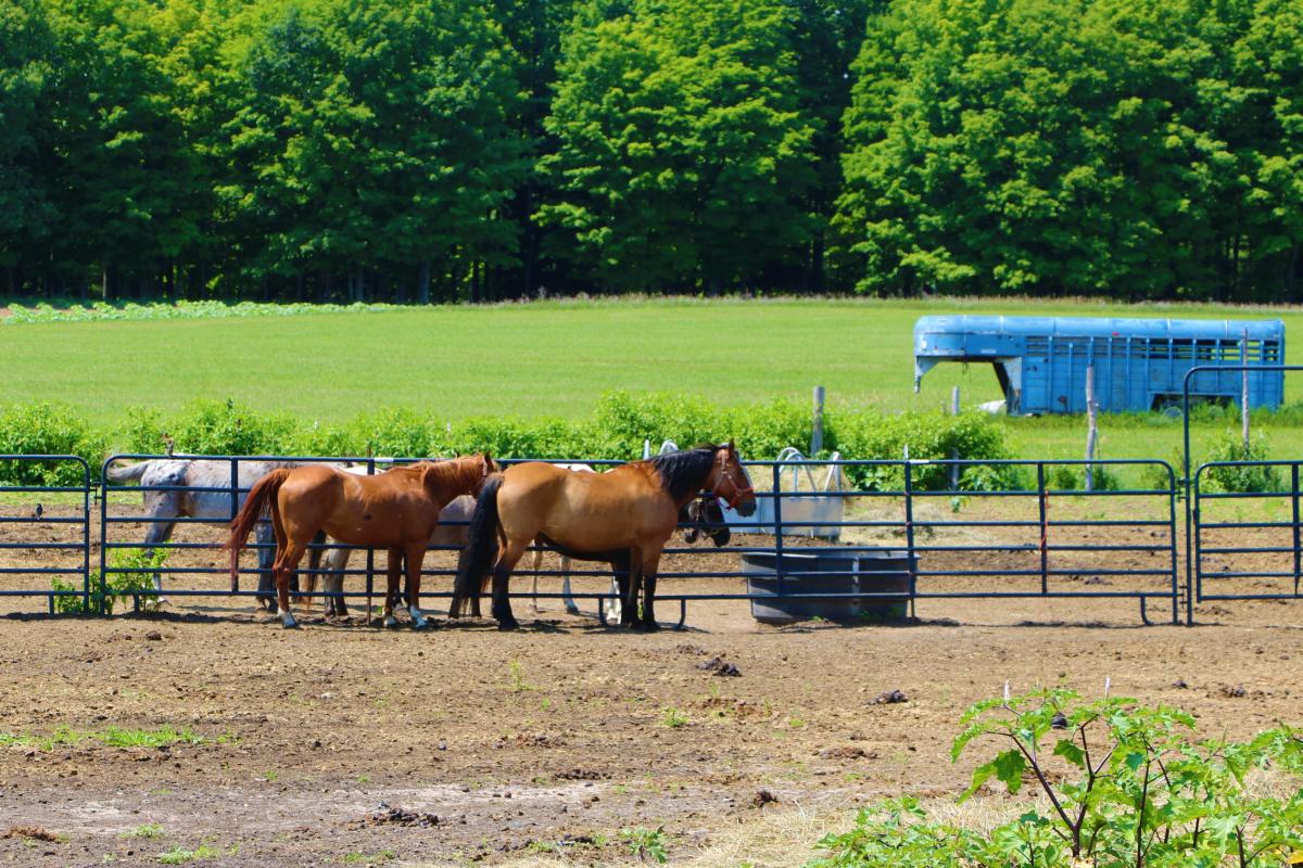 Outrider Horseback Riding Lake Ann, MI 49650