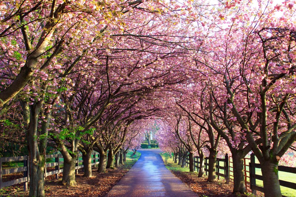 Cherry Blossom Season Experiences in Northern Virginia