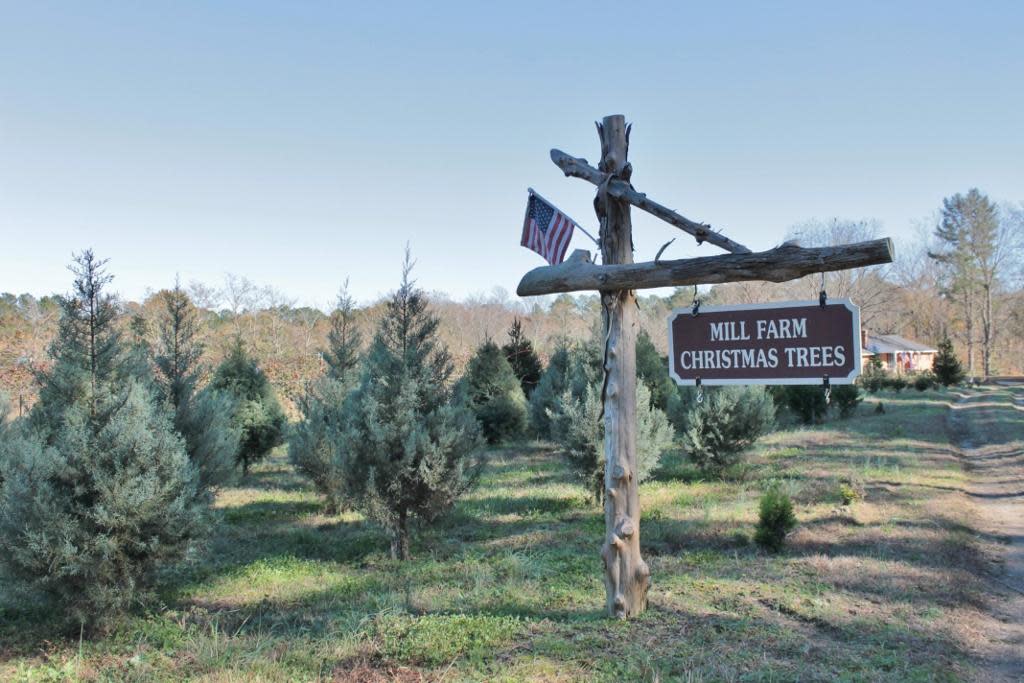 MillFarm Christmas Trees & Berry Farm