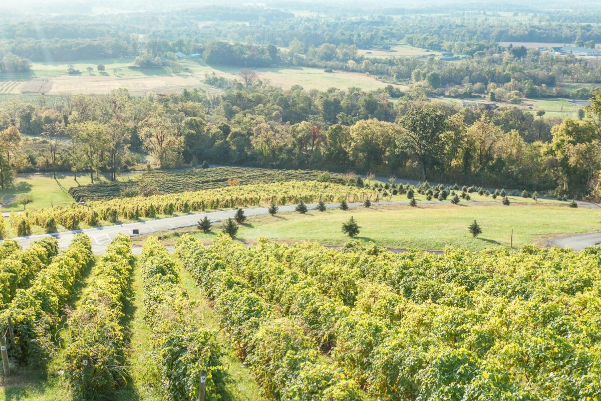Bluemont Vineyard