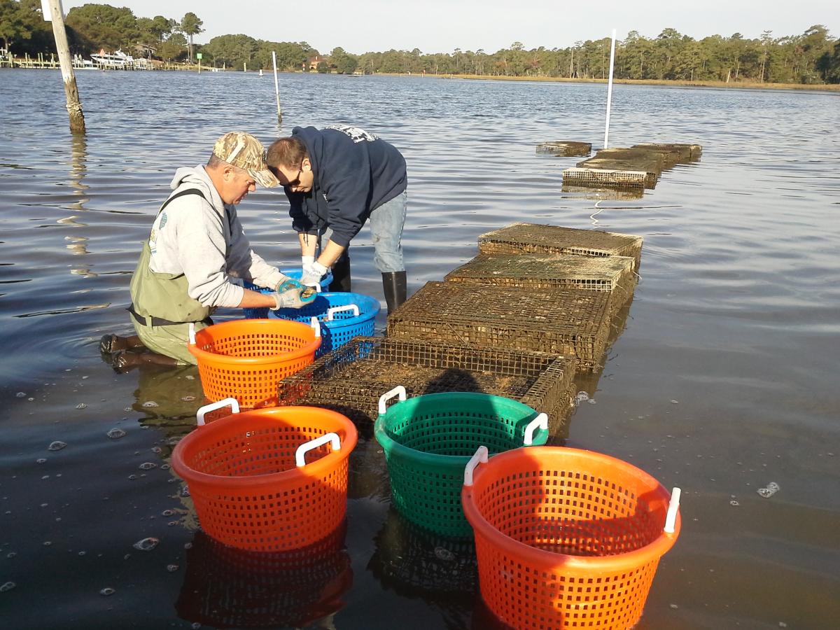 Pleasure House Oyster Farm Tour