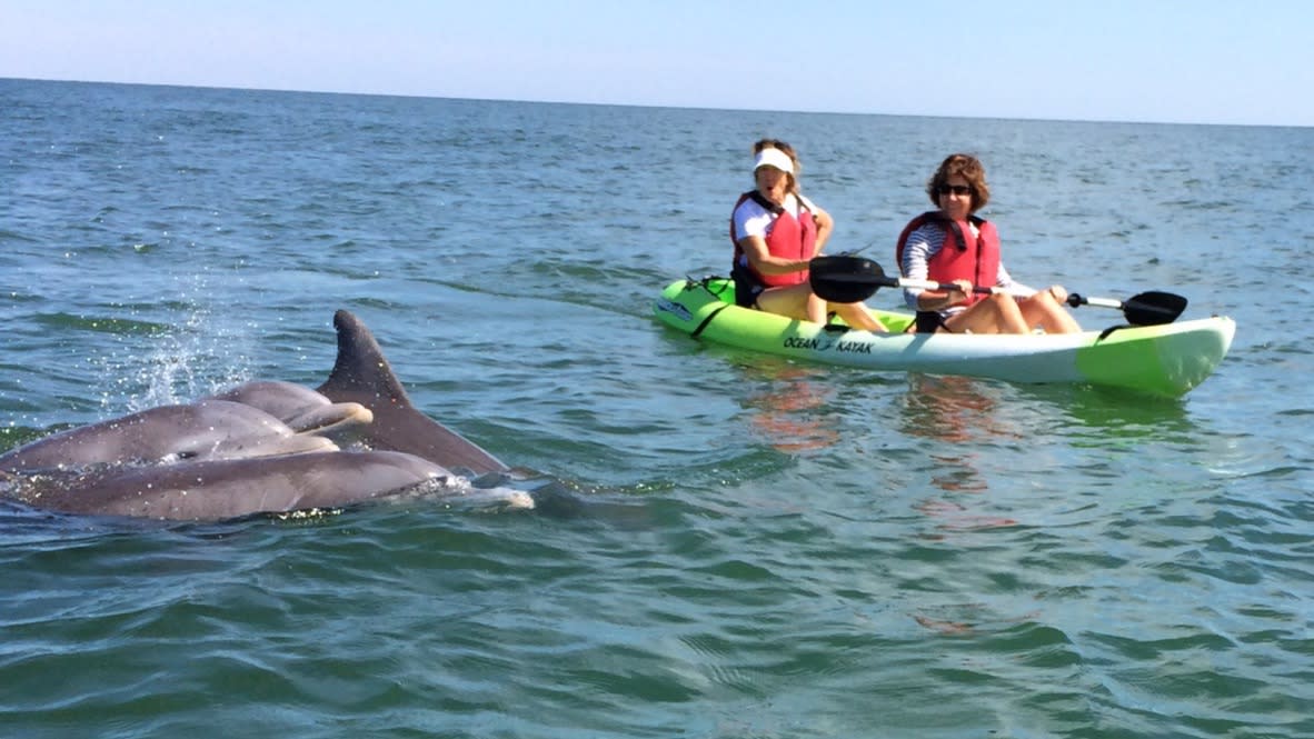 Kayak Dolphin Tours with Chesapean Outdoors
