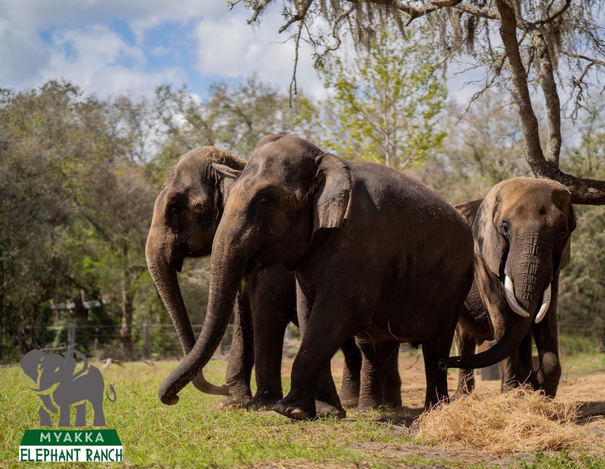 Myakka Elephant Ranch in Myakka City | VISIT FLORIDA