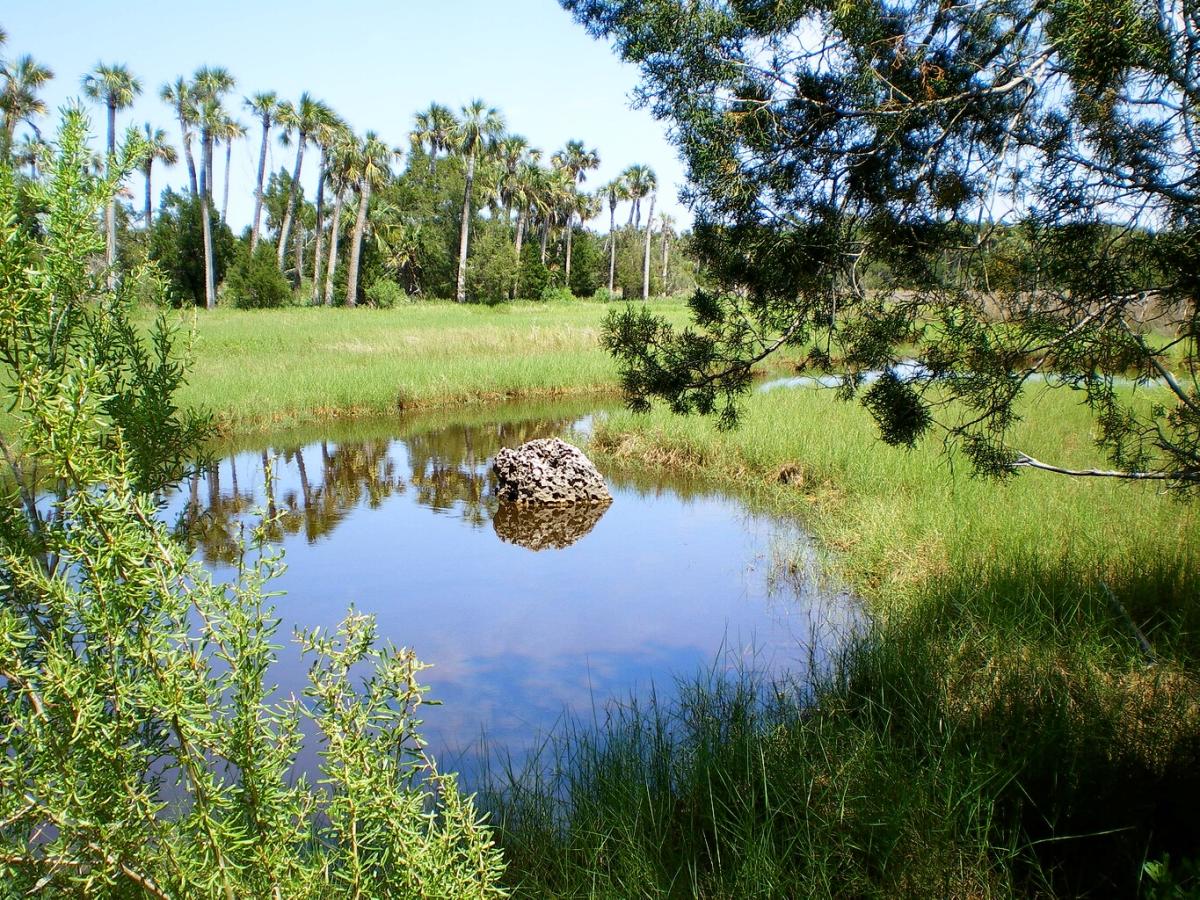 Escape to Serenity: Waccasassa Bay Preserve State Park - Your Florida Oasis