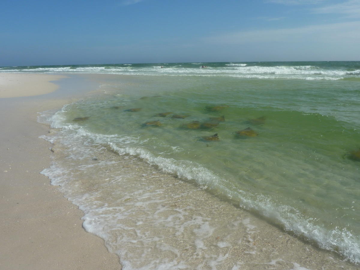 St. Andrews State Park in Panama City VISIT FLORIDA