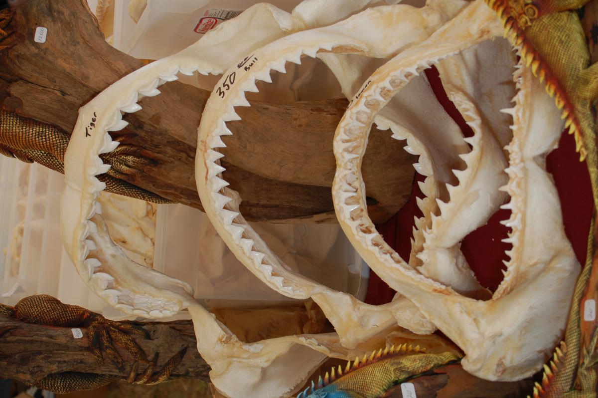 21st Annual BB&T Venice Sharks Tooth Festival in Venice VISIT FLORIDA