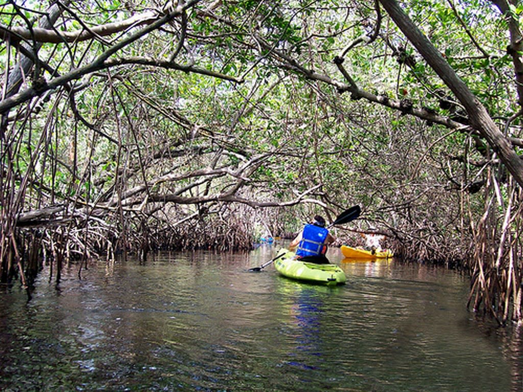 Paddle Manatee in Bradenton VISIT FLORIDA