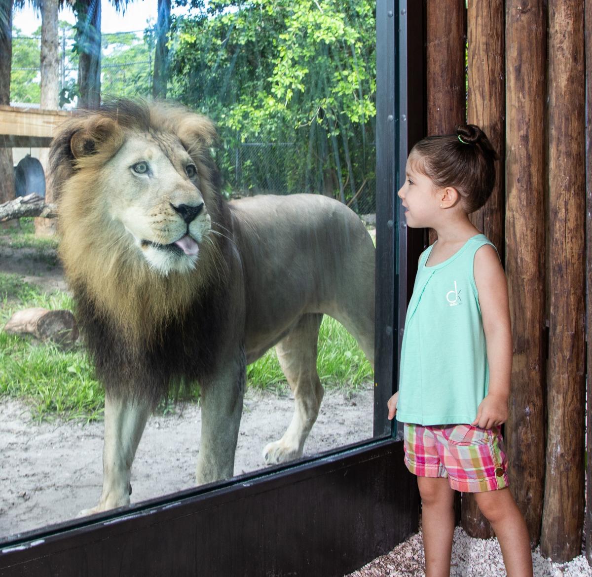 visit the naples zoo at caribbean gardens
