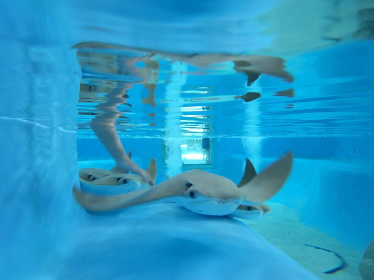 Why the Florida Oceanographic Coastal Center is the Best Spot You Haven't Visited Yet